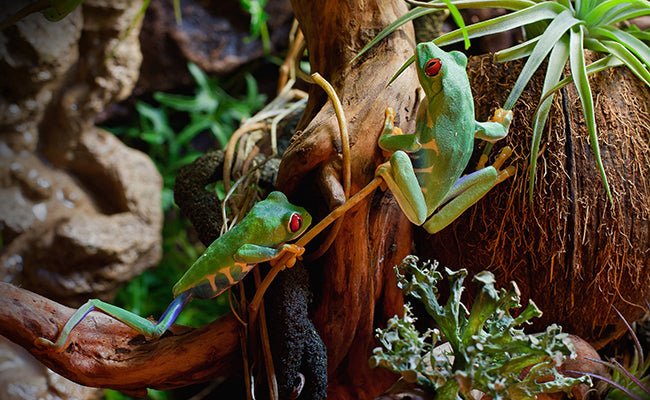 10 Faits Incroyables sur les Grenouilles - TerraLife