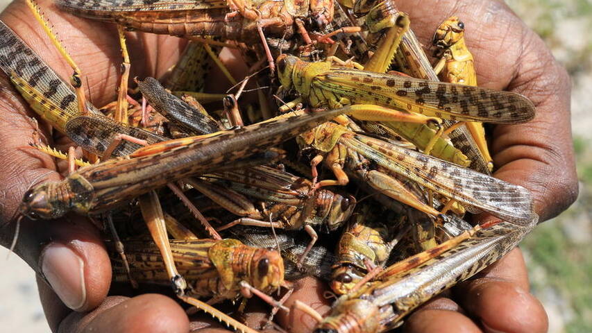 Bien conserver ses insectes nourriciers - TerraLife