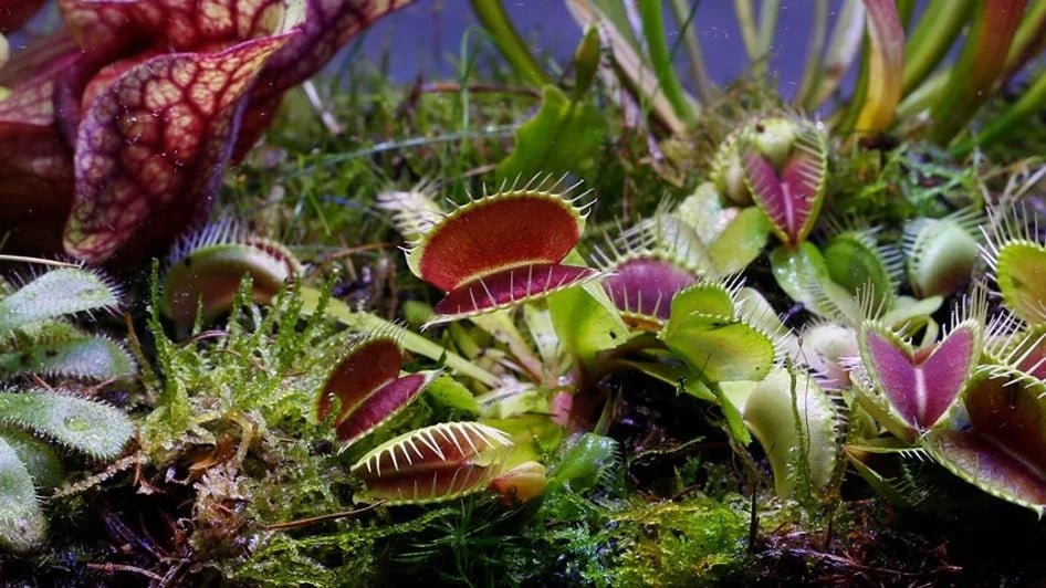 Comment créer un terrarium pour plantes carnivores - TerraLife