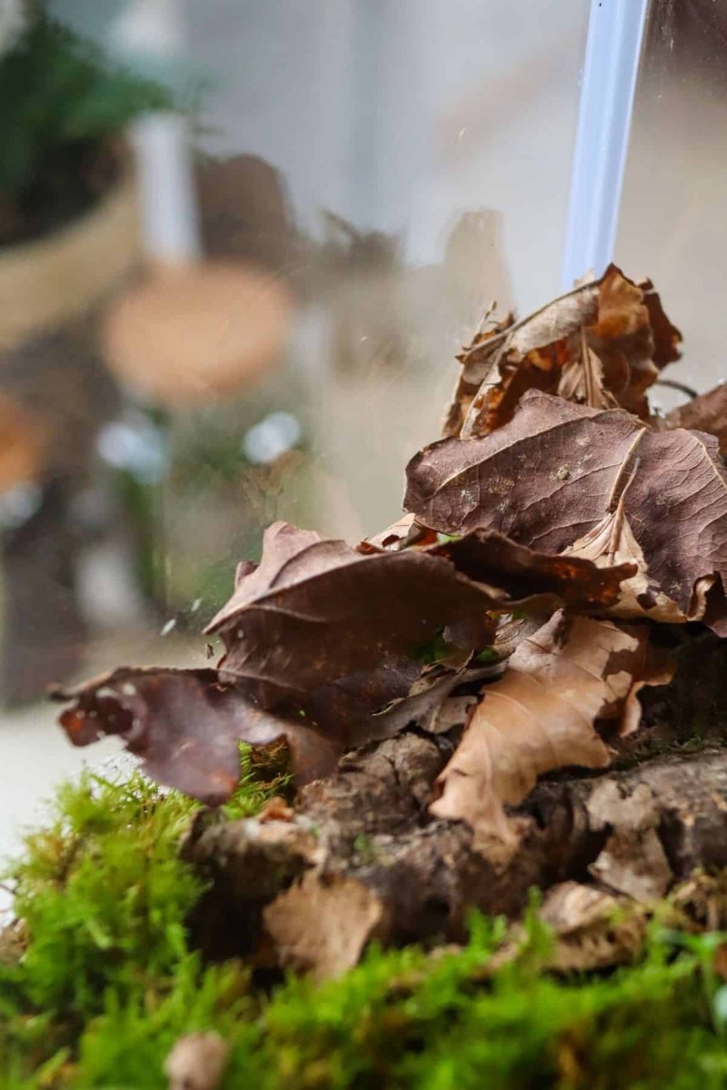 Comment désinfecter les décors naturels pour terrarium ? - TerraLife