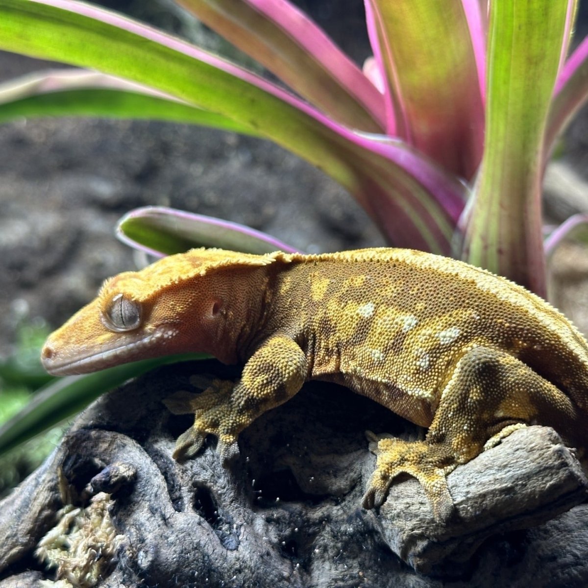 Gecko à Crête : Le Reptile Idéal pour Débutants et Passionnés ! - TerraLife