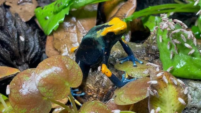 Pourquoi faut-il supplémenter l’alimentation de ses reptiles ? - TerraLife