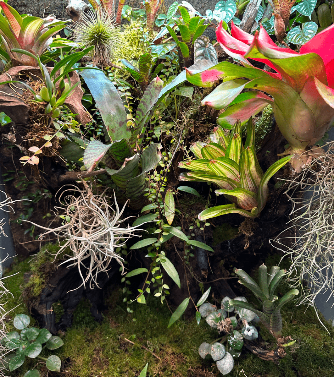 Terrariums et Vivariums : Guide pour Débutants et Passionnés - TerraLife