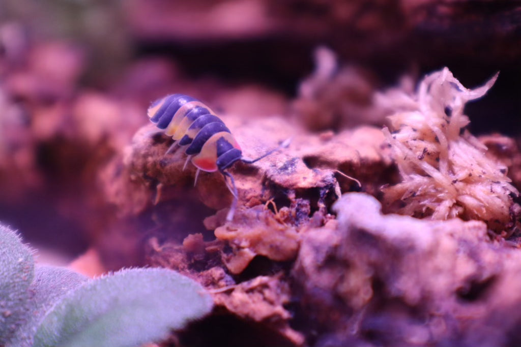 Merulanella SP Tricolor - TerraLife