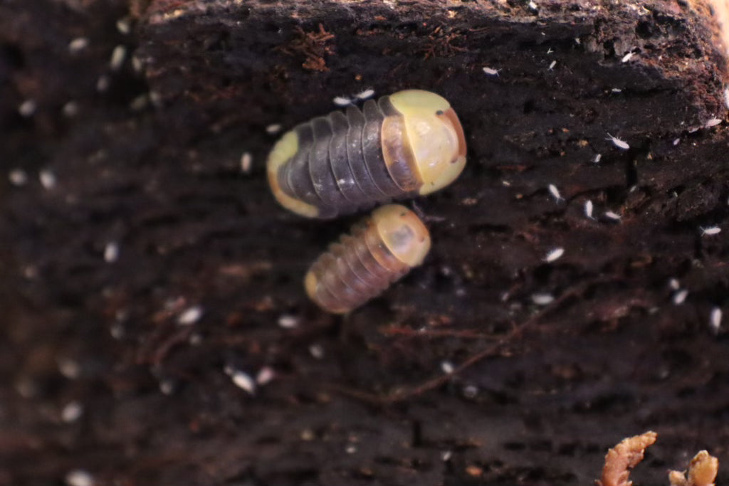 Cubaris SP Rubber Ducky - TerraLife