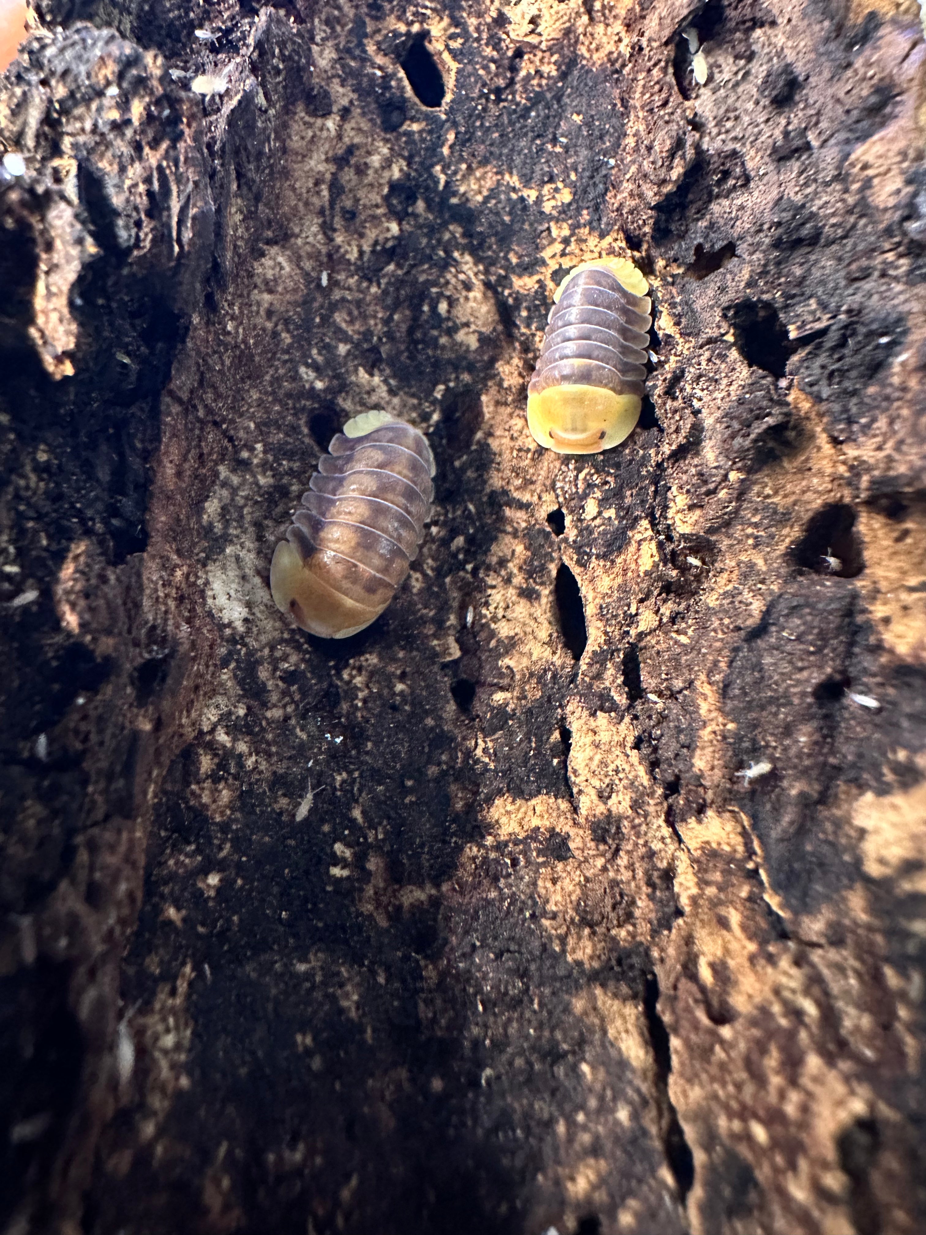 Cubaris SP Rubber Ducky - TerraLife