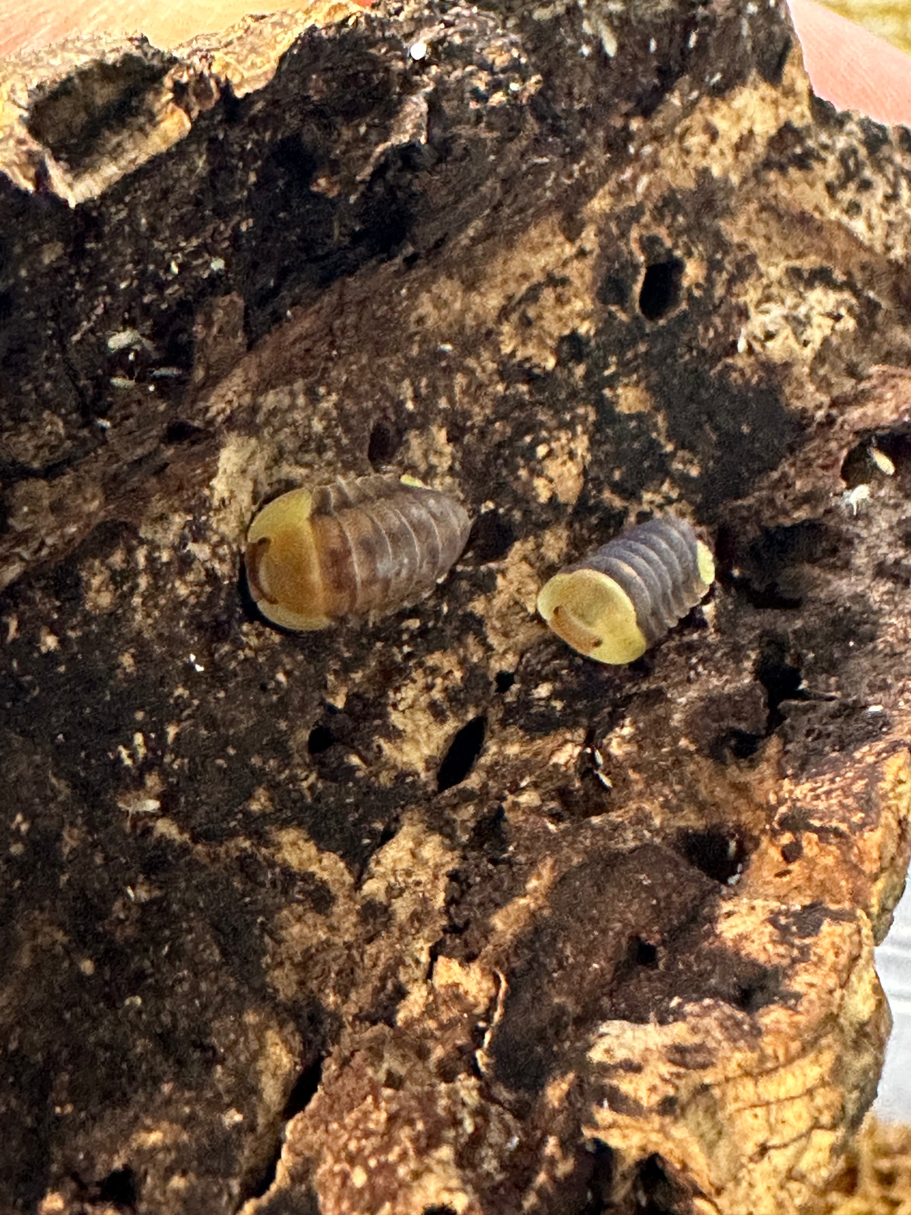 Cubaris SP Rubber Ducky - TerraLife