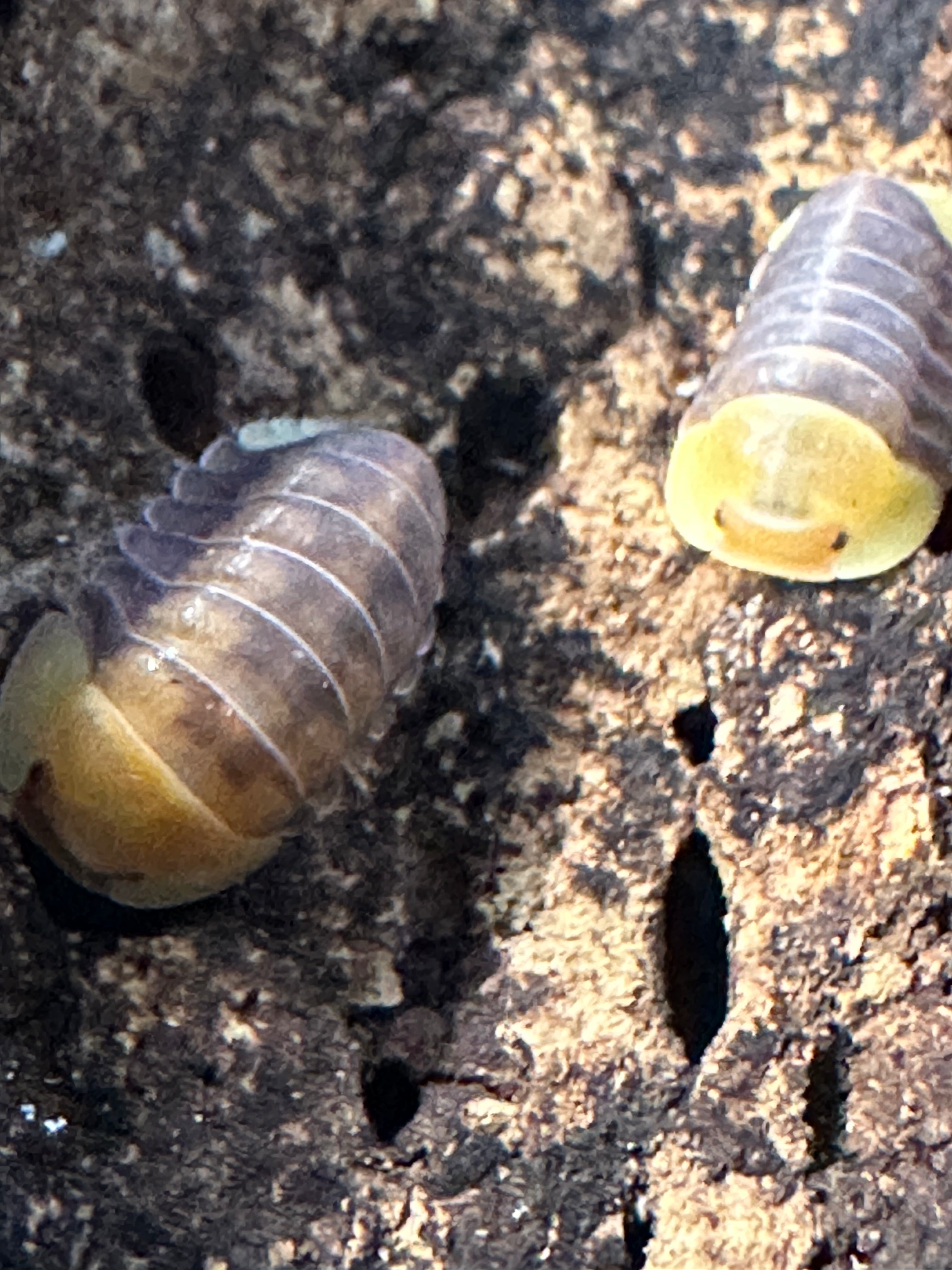 Cubaris SP Rubber Ducky - TerraLife