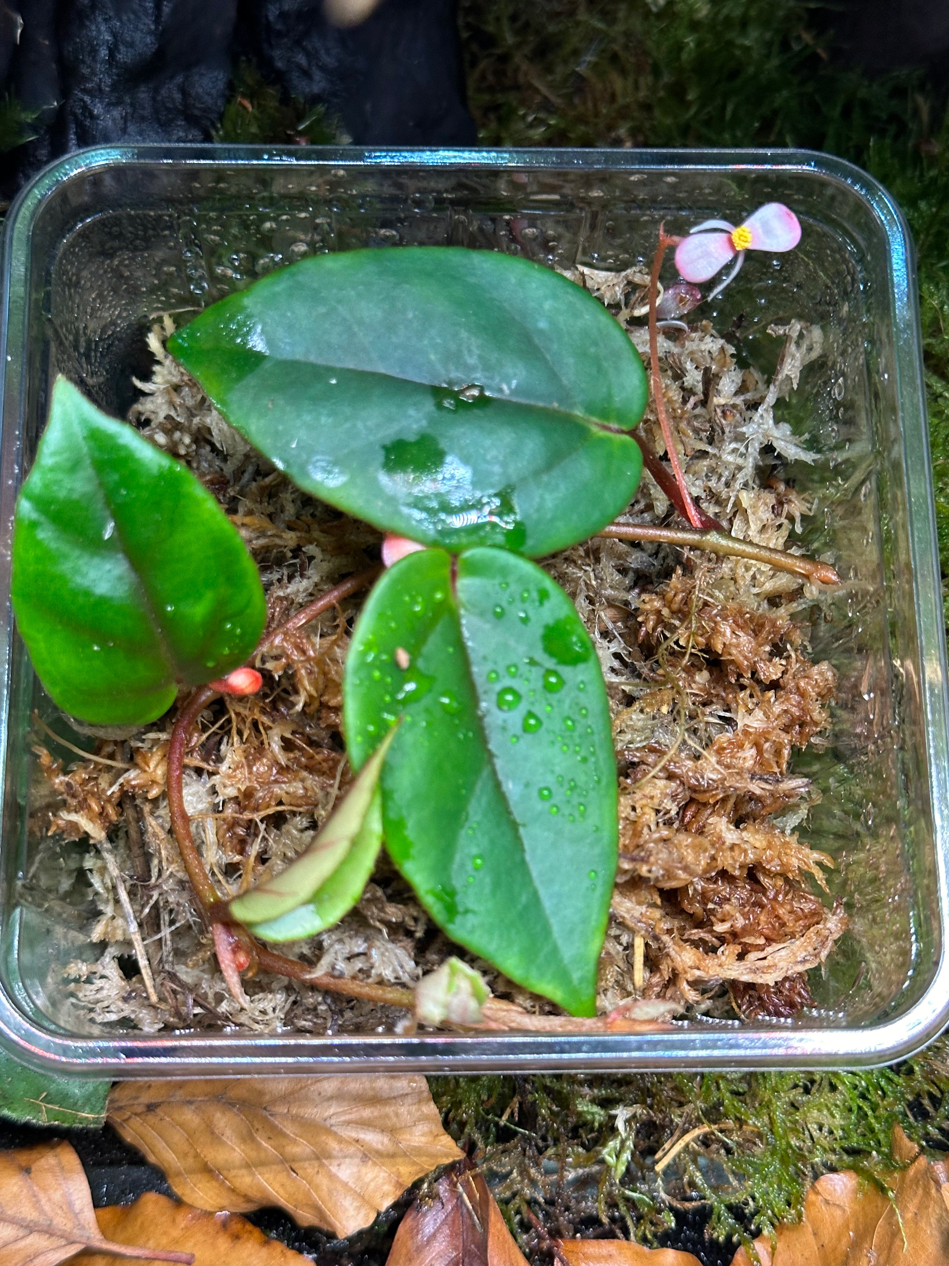 Begonia Elaeagnifolia ‘Schulzei’ - TerraLife