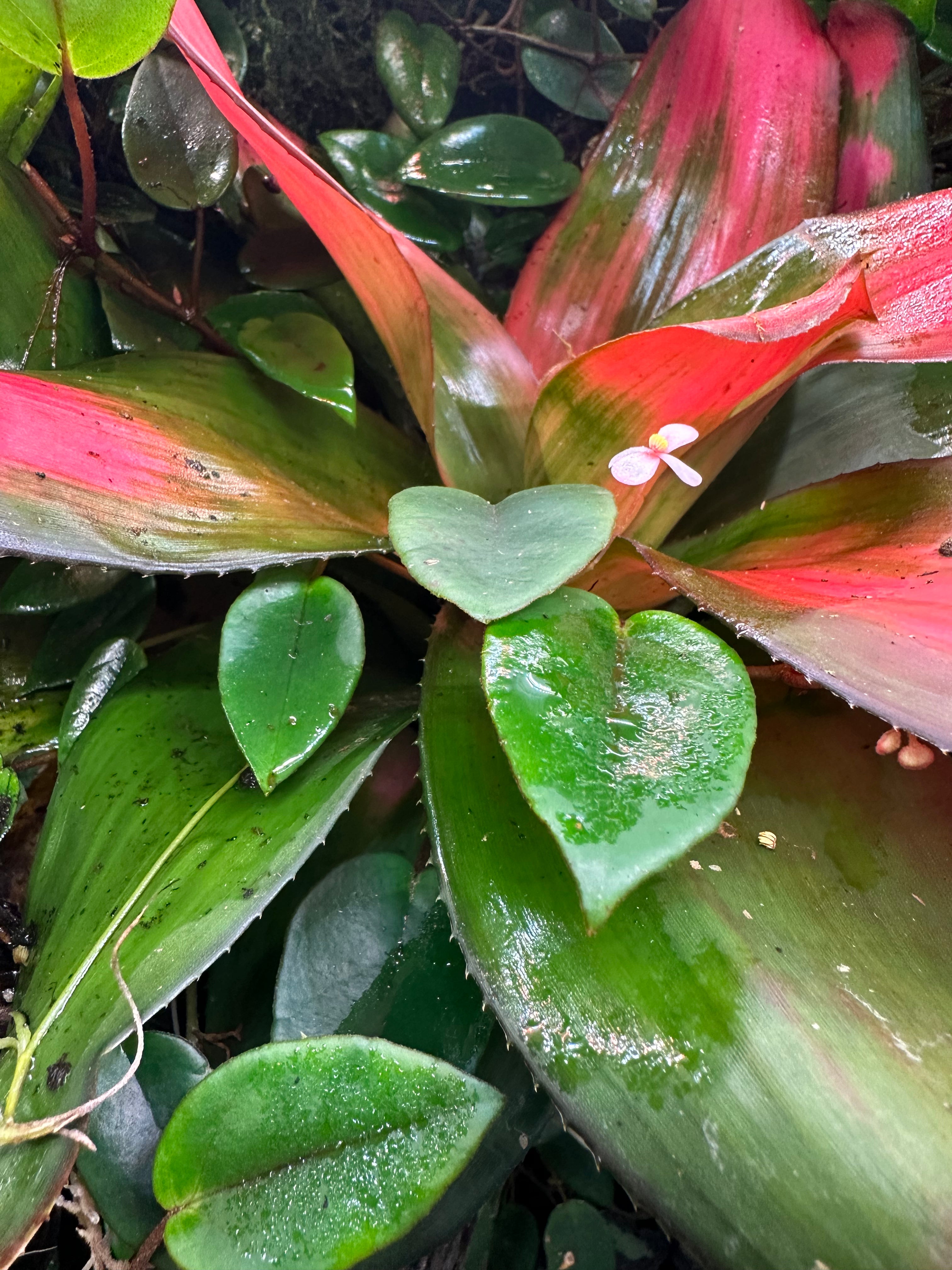 Begonia Elaeagnifolia ‘Schulzei’ - TerraLife