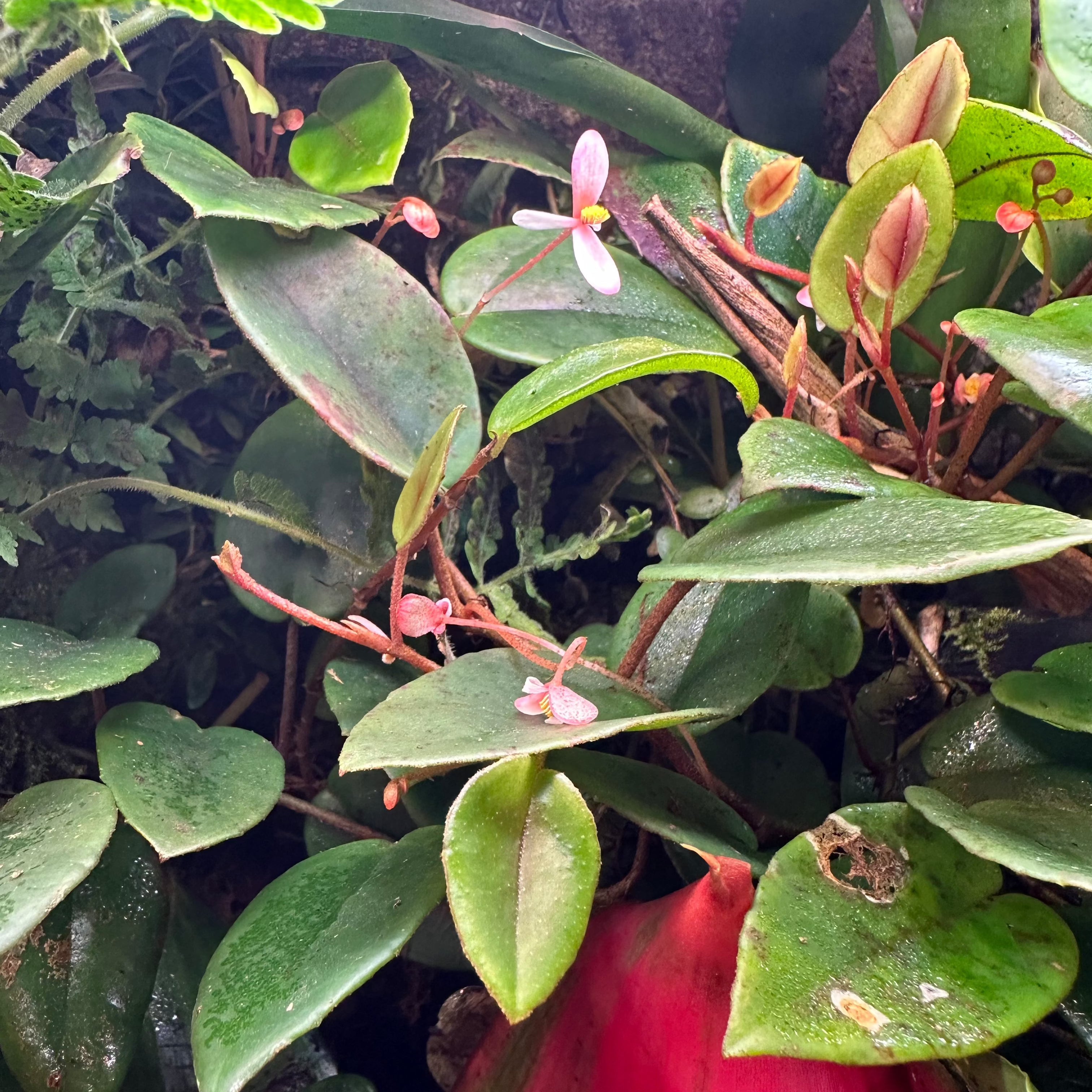 Begonia Elaeagnifolia ‘Schulzei’ - TerraLife