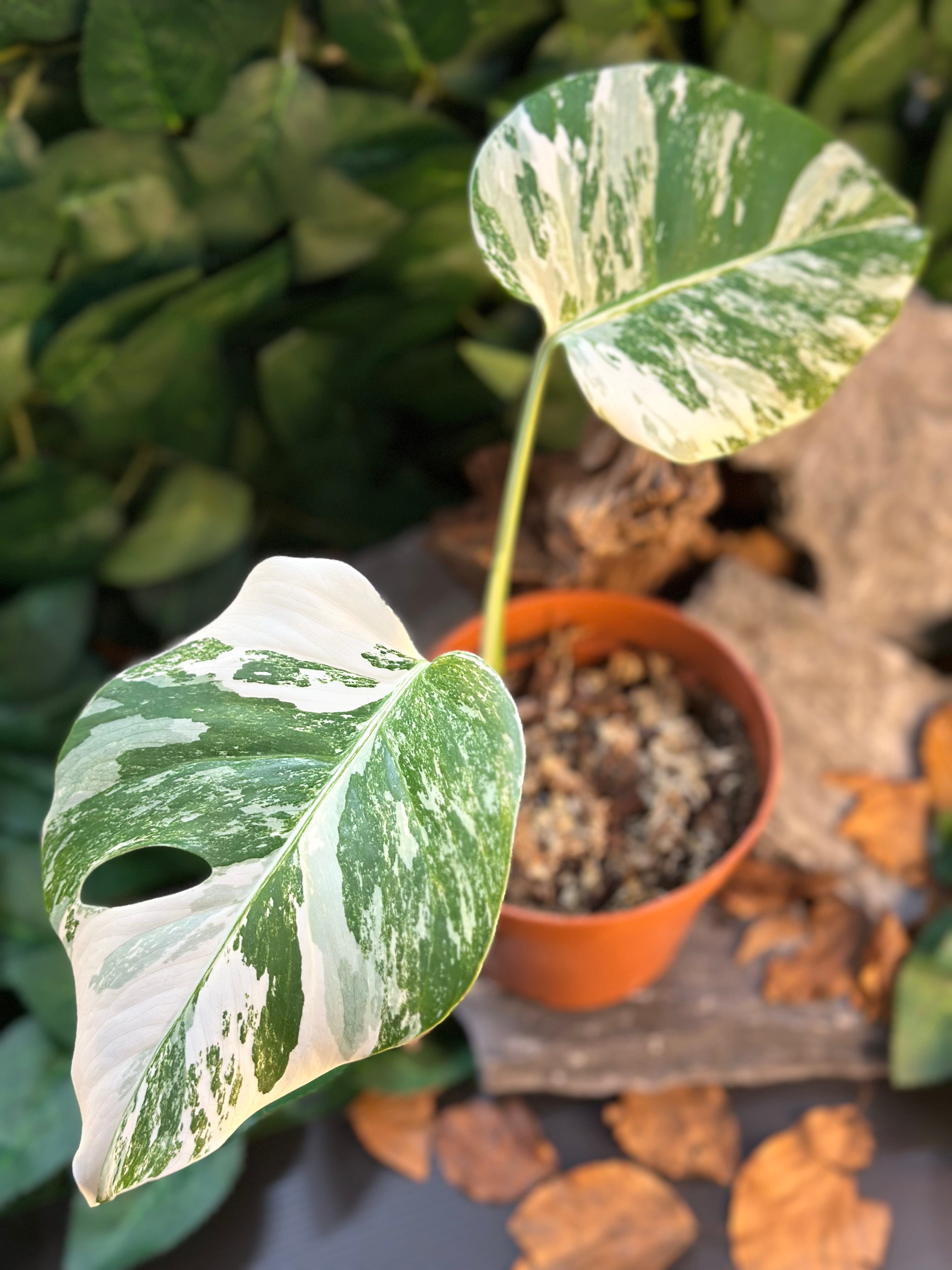 Monstera Thai Constellation - TerraLife