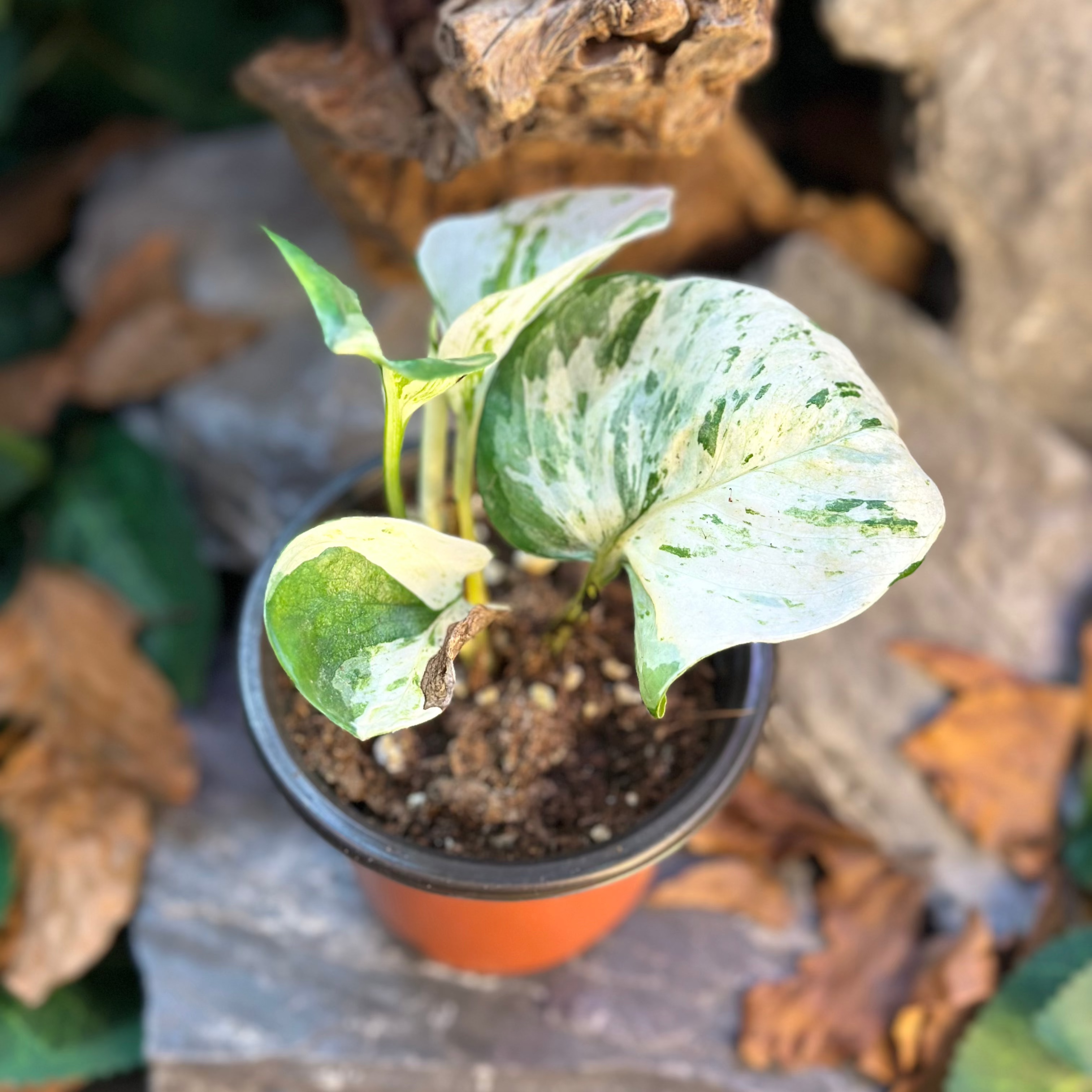 Scindapsus Happy Leaf - TerraLife