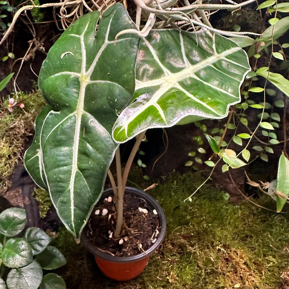 Alocasia Sanderiana - TerraLife