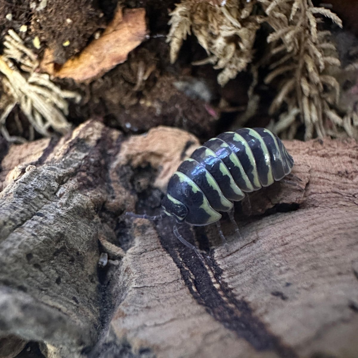 Armadillidium Maculatum "Yellow" - TerraLife