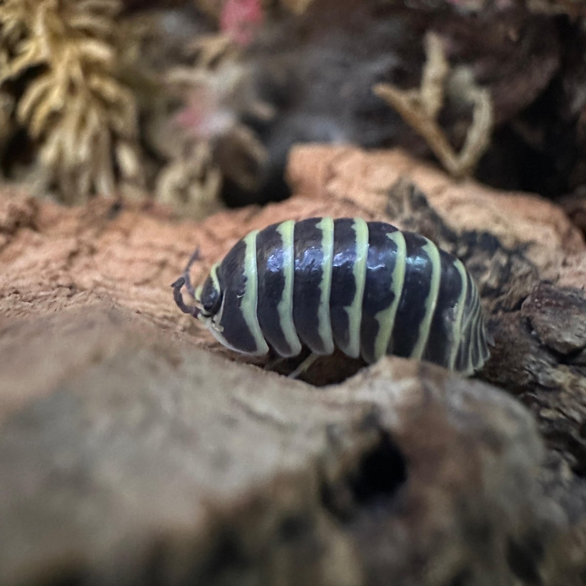 Armadillidium Maculatum "Yellow" - TerraLife