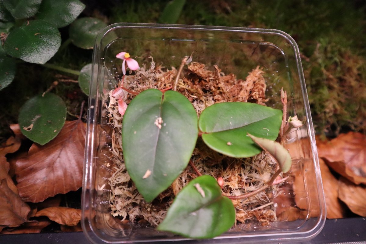 Begonia Elaeagnifolia ‘Schulzei’ - TerraLife