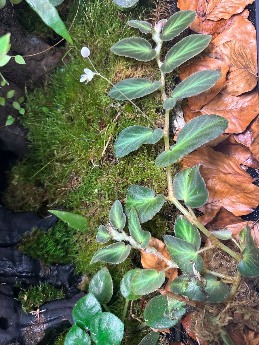Begonia Thelmae - TerraLife