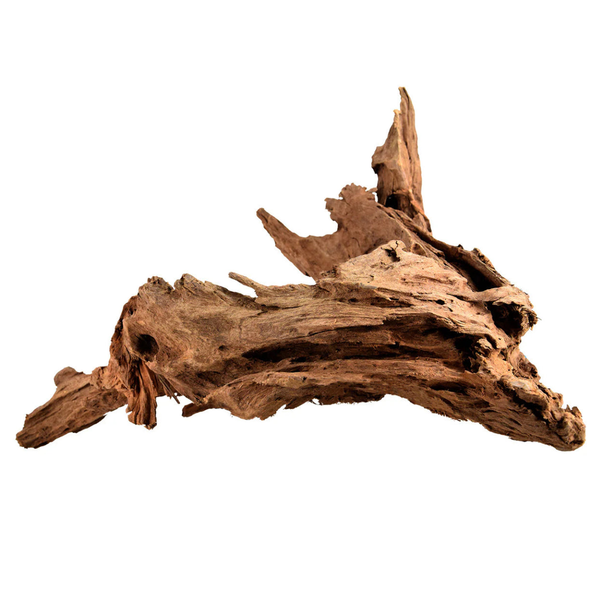 Bois Malaisie Driftwood - TerraLife
