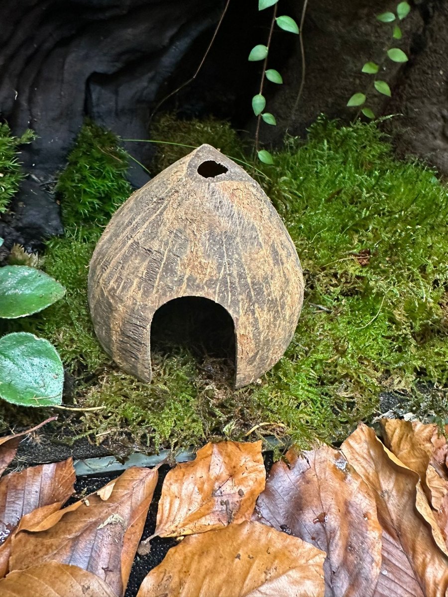 Cabane en noix de coco - TerraLife