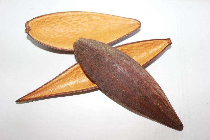 Canoinhas Pod - TerraLife