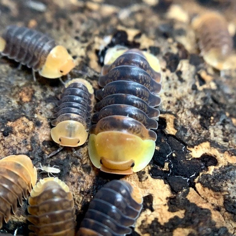 Cubaris SP Rubber Ducky - TerraLife