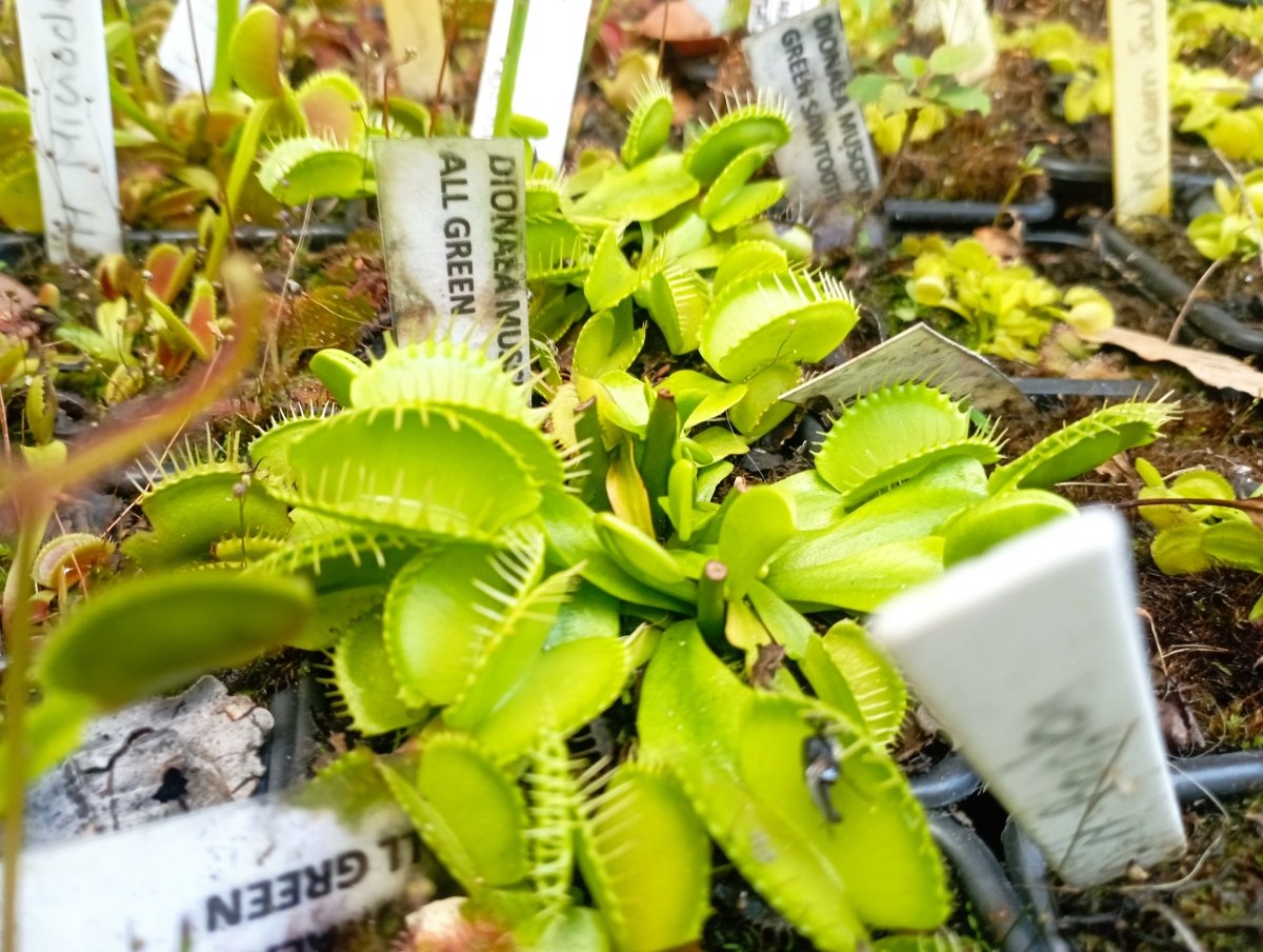 Dionaea All Green - TerraLife