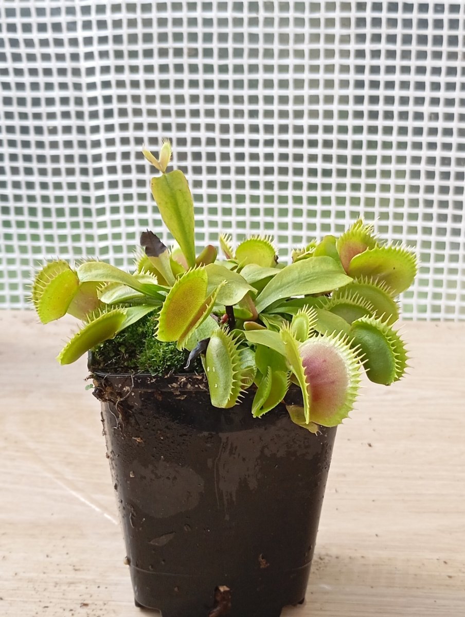 Dionaea Dents Stress - TerraLife
