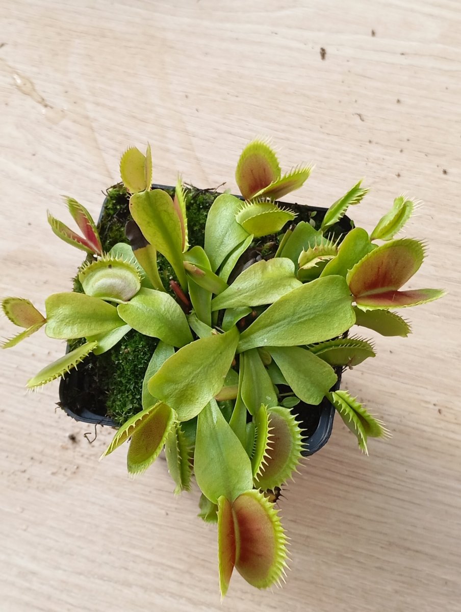 Dionaea Dents Stress - TerraLife