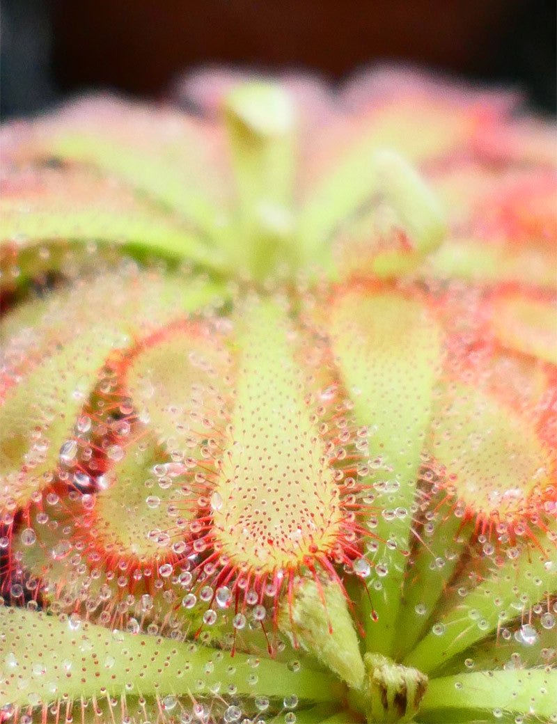 Drosera Aliciae - TerraLife