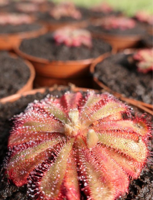 Drosera Aliciae - TerraLife