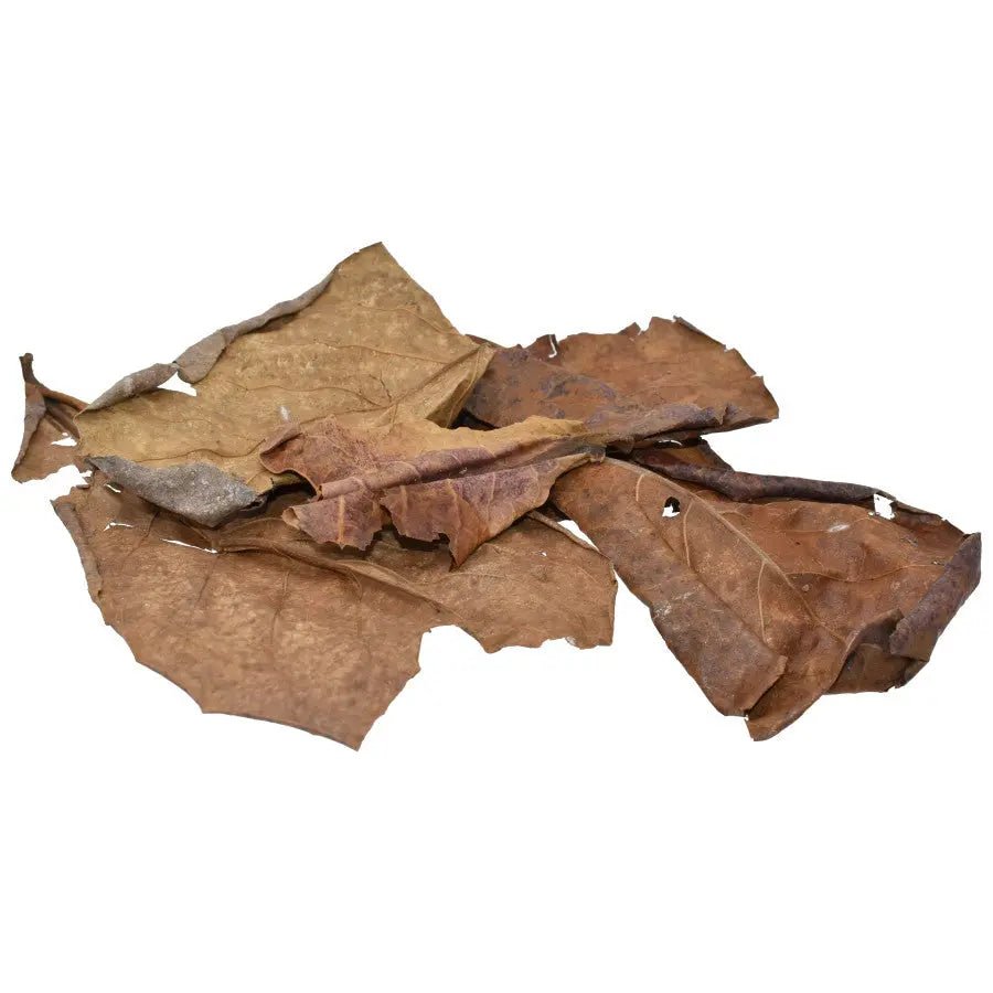 Feuilles d'Hêtre - TerraLife