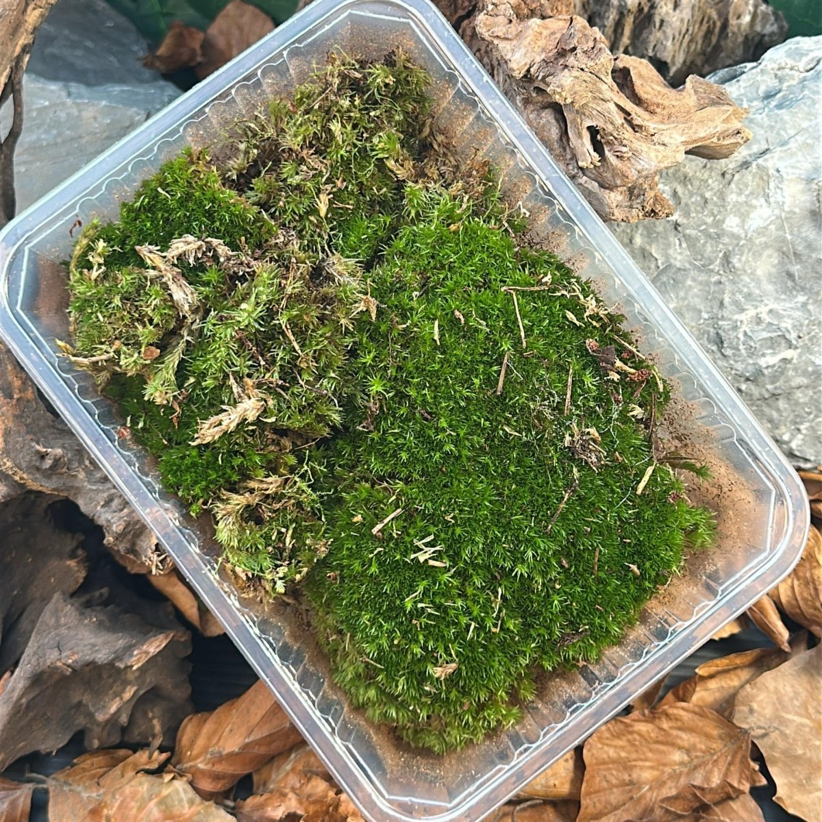 Leucobryum Glaucum 'Cushion Moss' - TerraLife