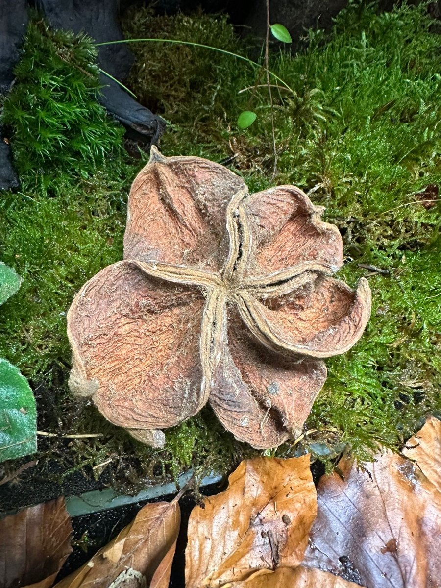Lotus Land - TerraLife