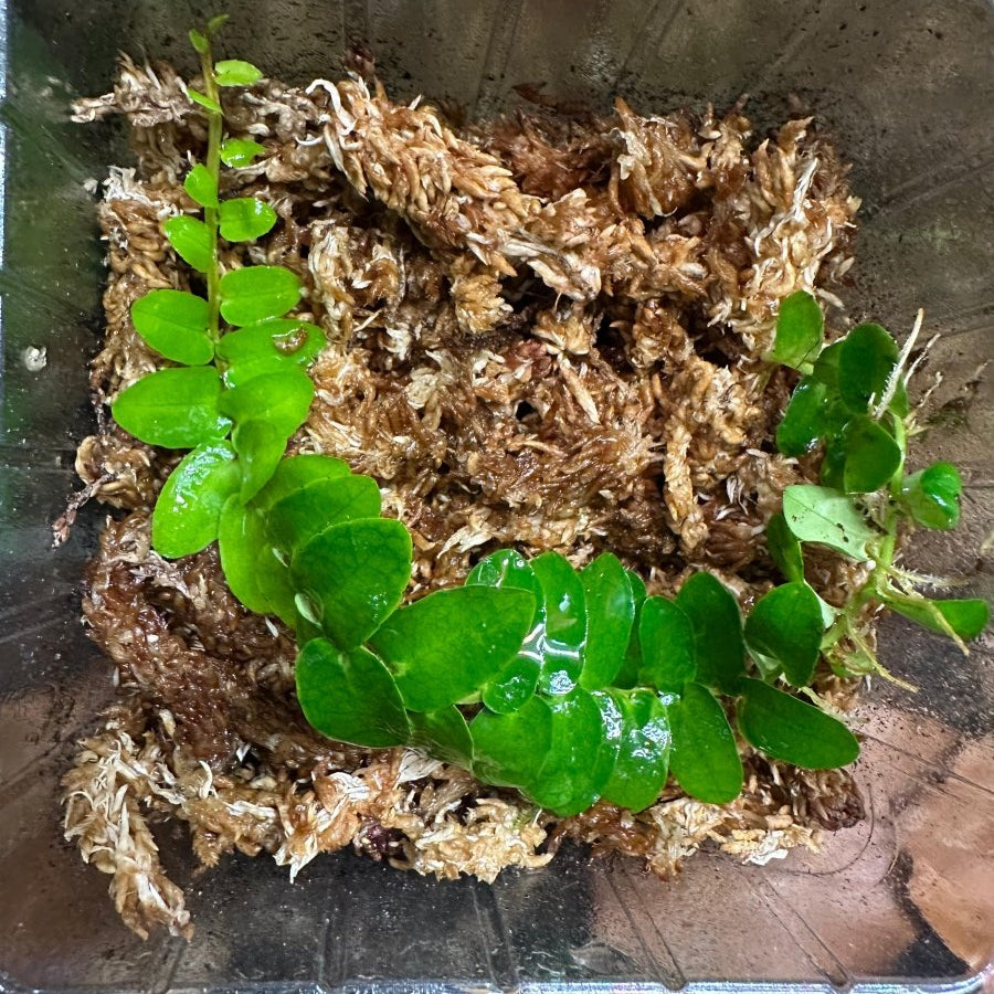 Marcgravia SP Mini Green - TerraLife