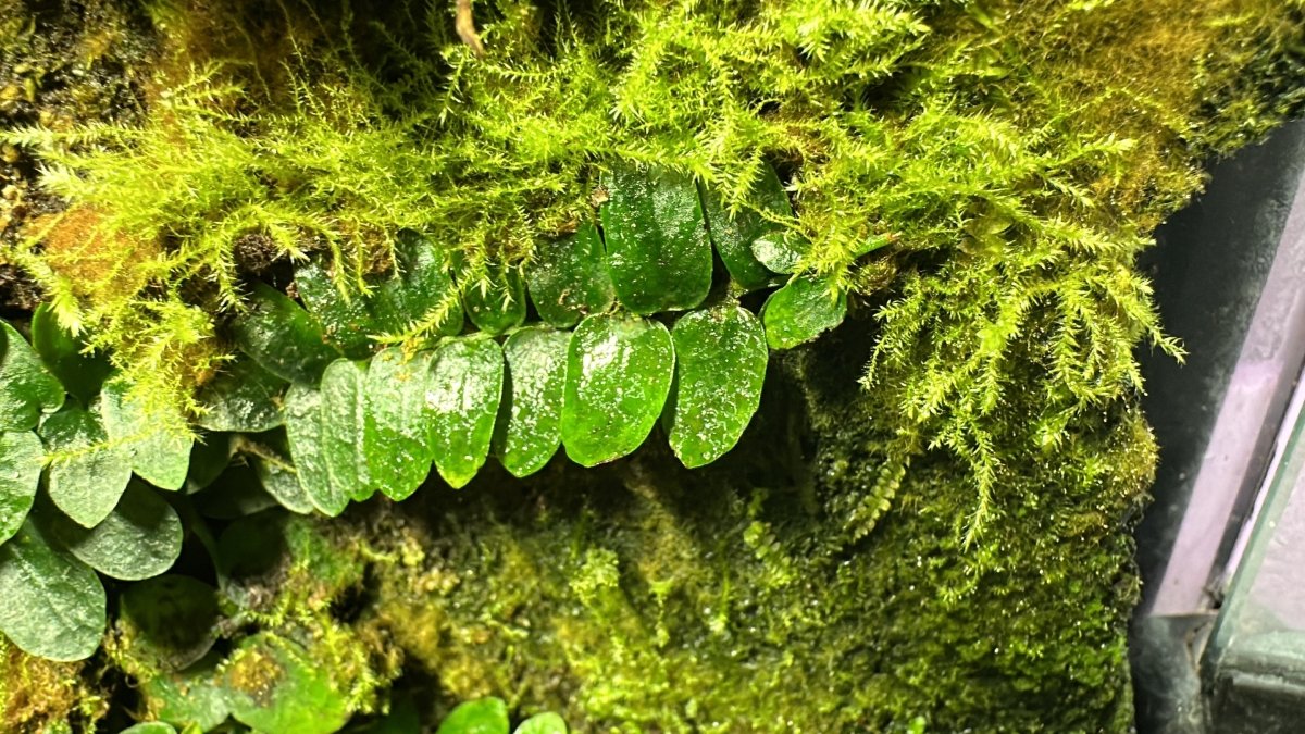 Marcgravia SP Mini Green - TerraLife