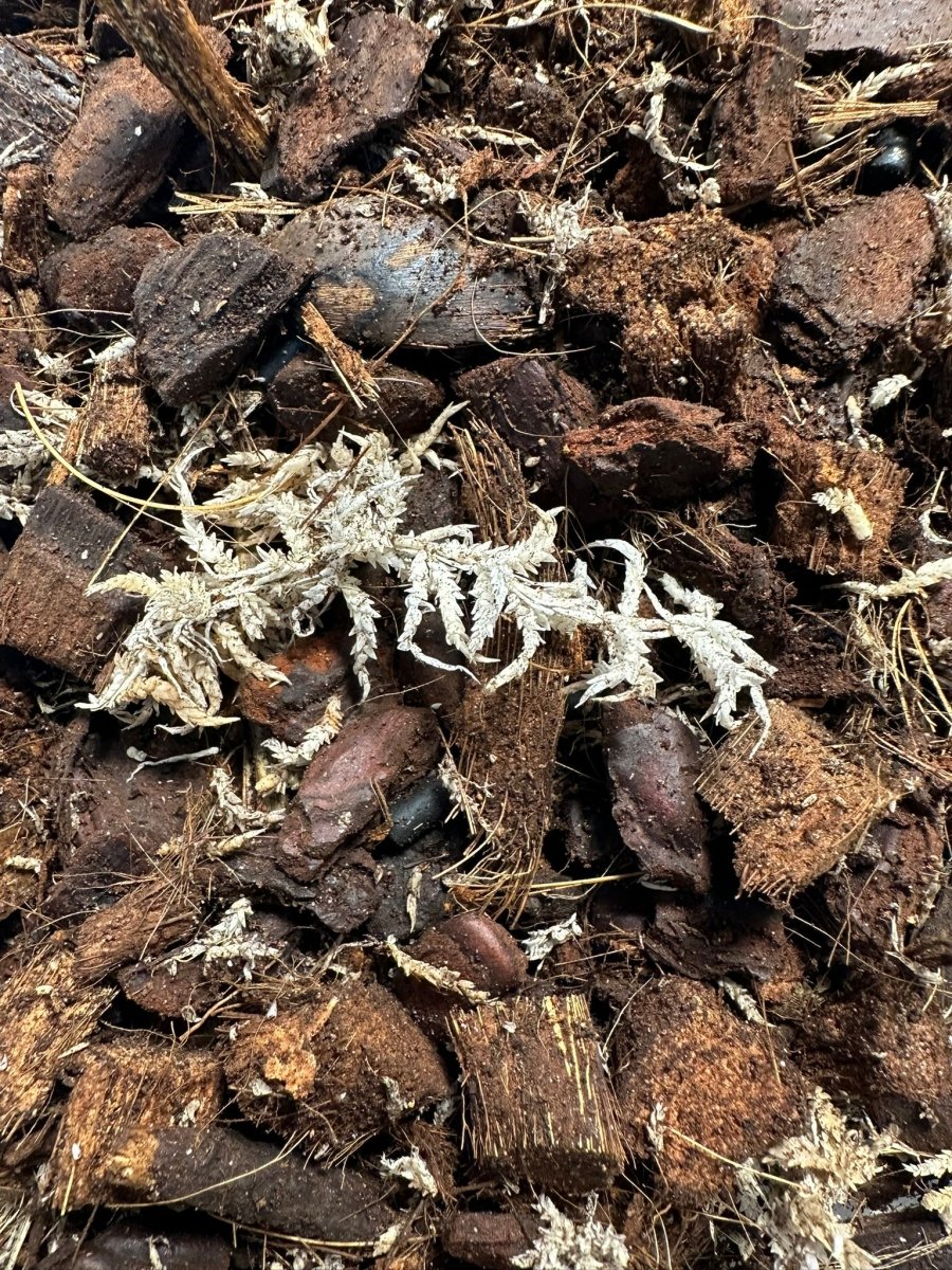 Mélange Orchidées - TerraLife