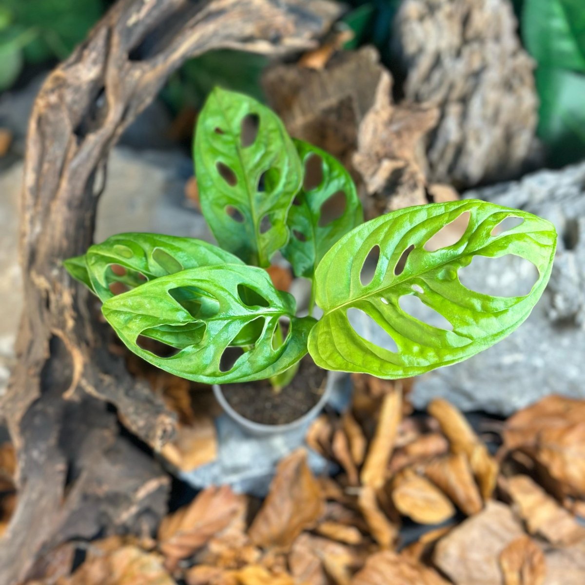 Monstera Adansonii 'Monkey Leaf' - TerraLife