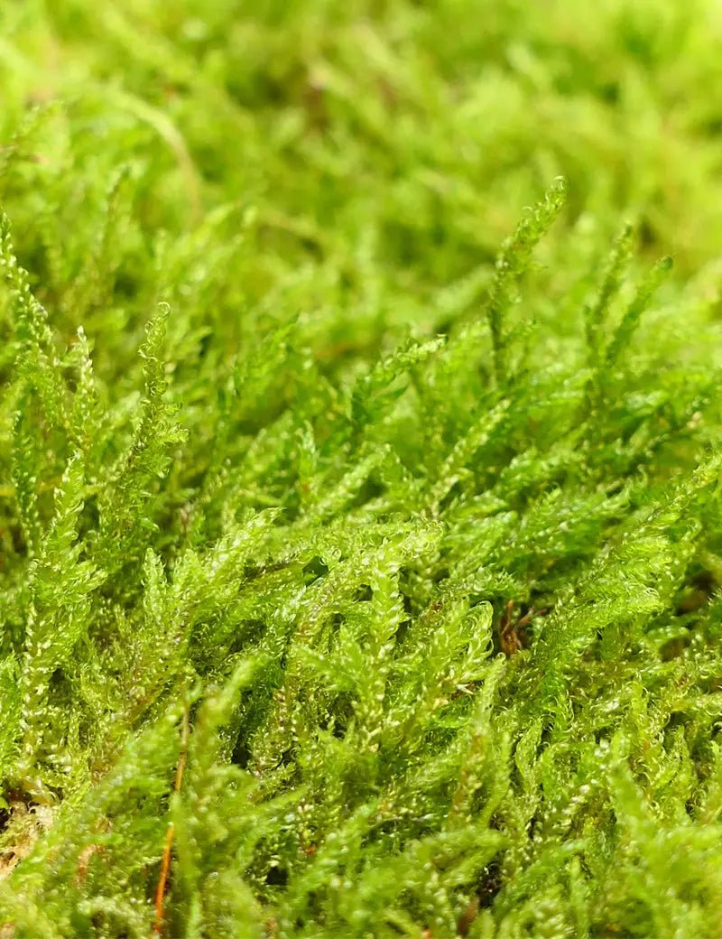 Mousse de forêt - TerraLife