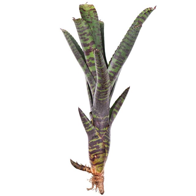 Neoregelia Ampullacea Black Tiger - TerraLife