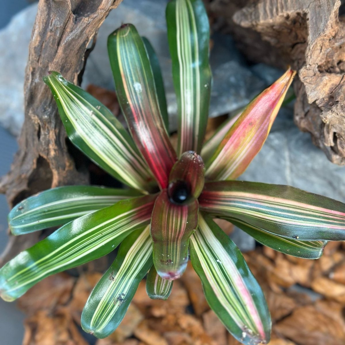 Neoregelia Iris sp - TerraLife