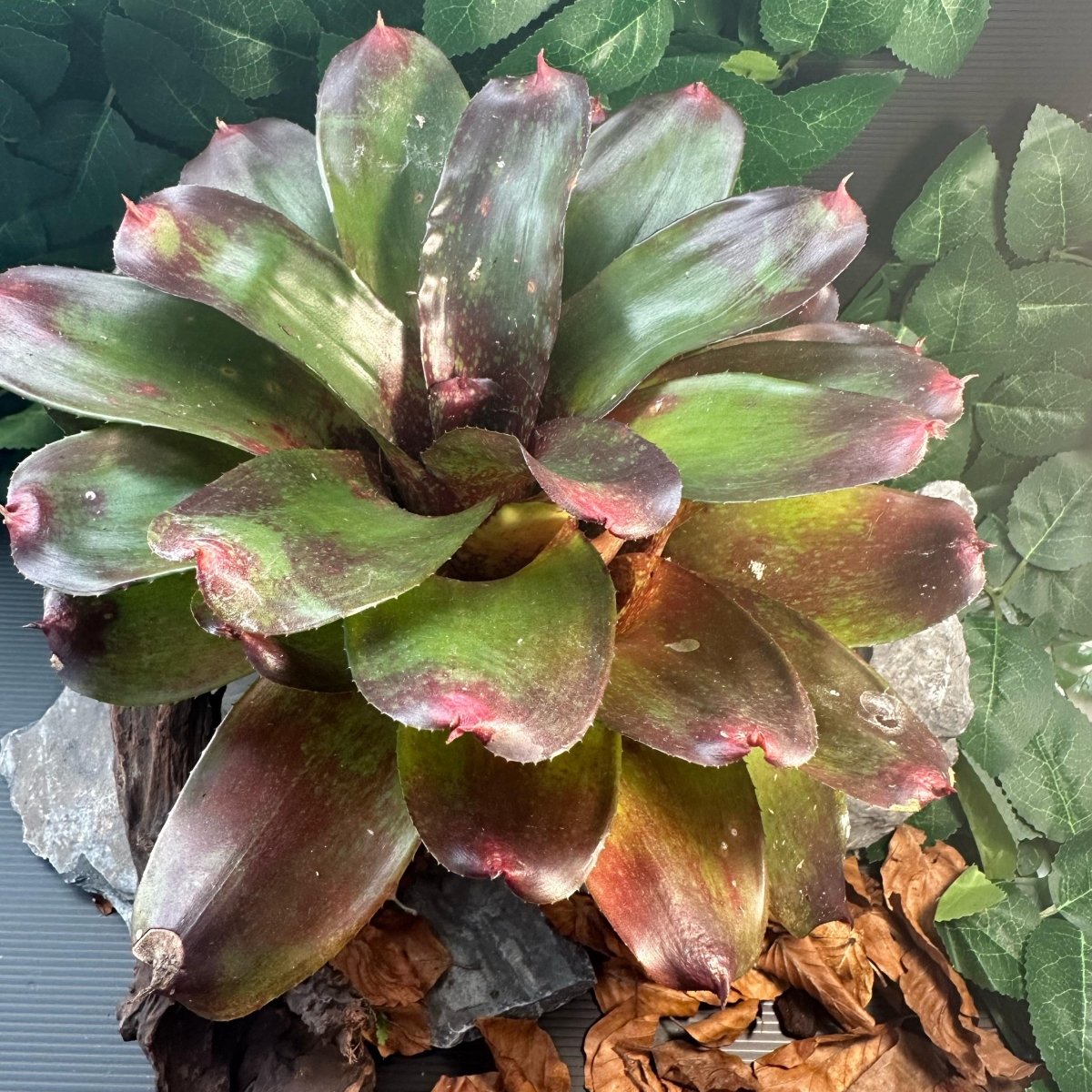 Neoregelia Johannis Hybrid - TerraLife