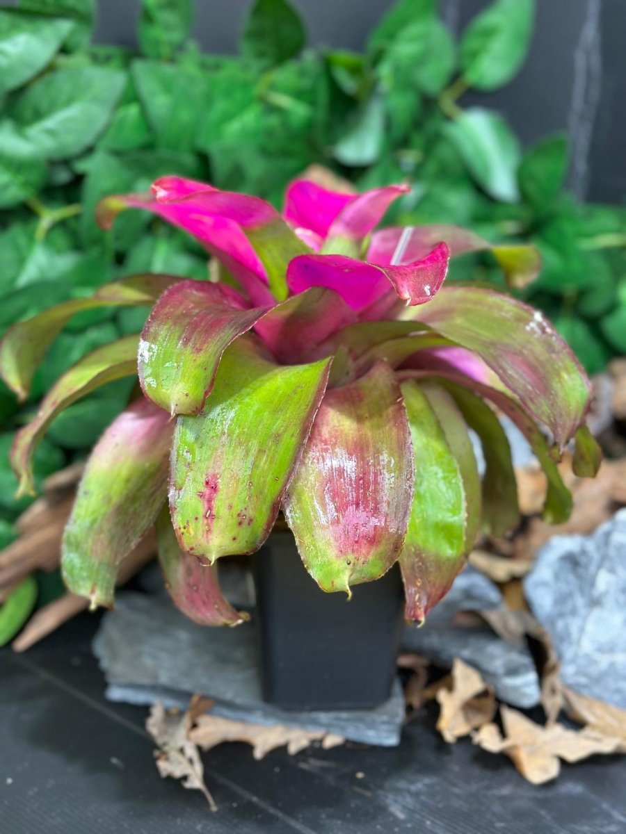 Neoregelia Shocking Pink X Ninja - TerraLife