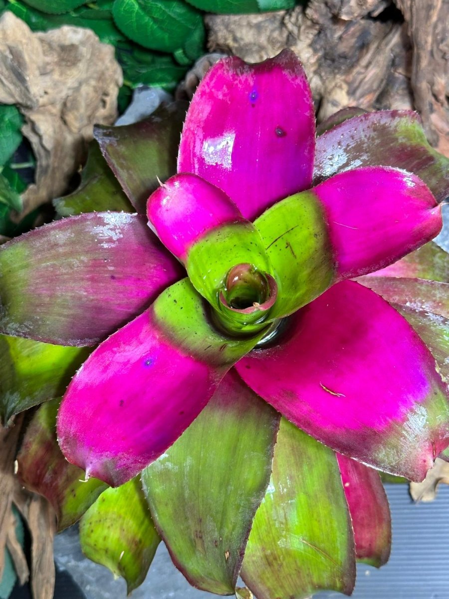 Neoregelia Shocking Pink X Ninja - TerraLife