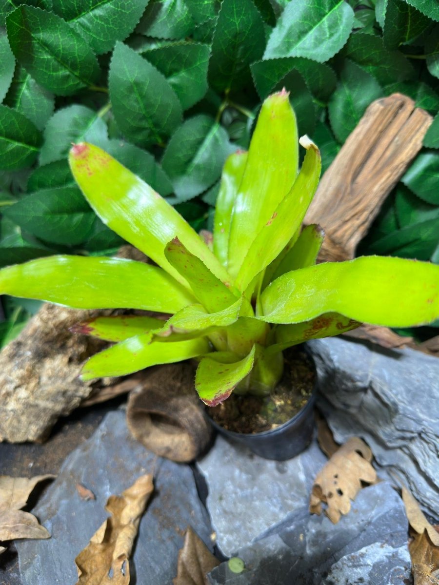 Neoregelia Victoria - TerraLife