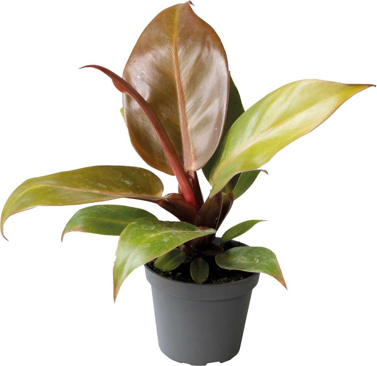 Philodendron Cherry Red - TerraLife