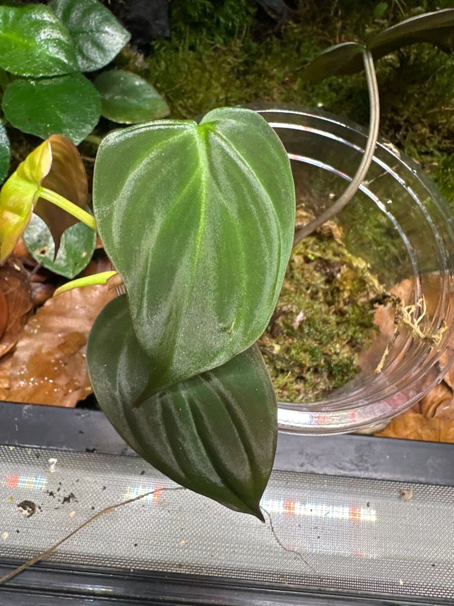 Philodendron Micans - TerraLife