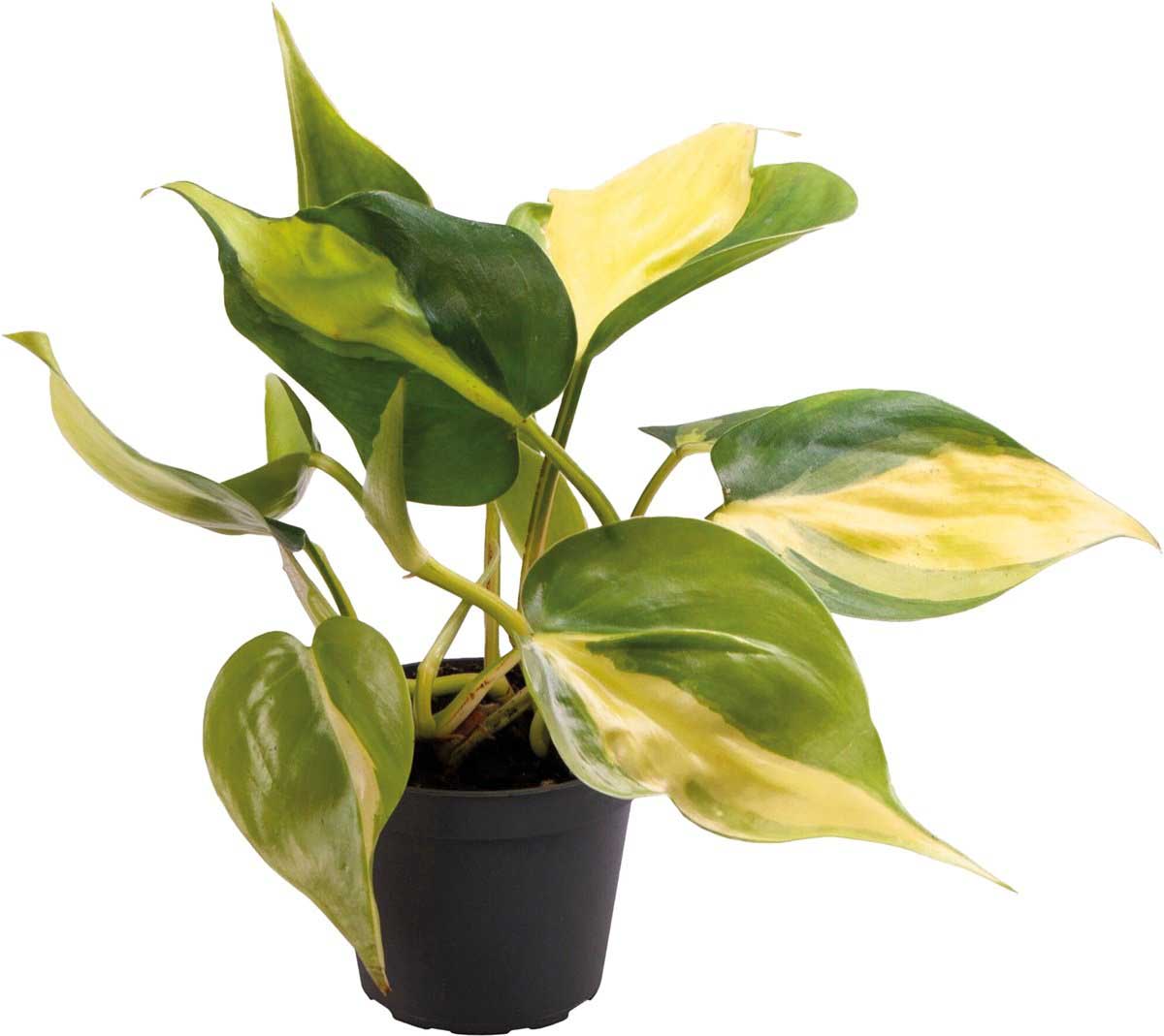 Philodendron Scandens ‘Brasil - TerraLife