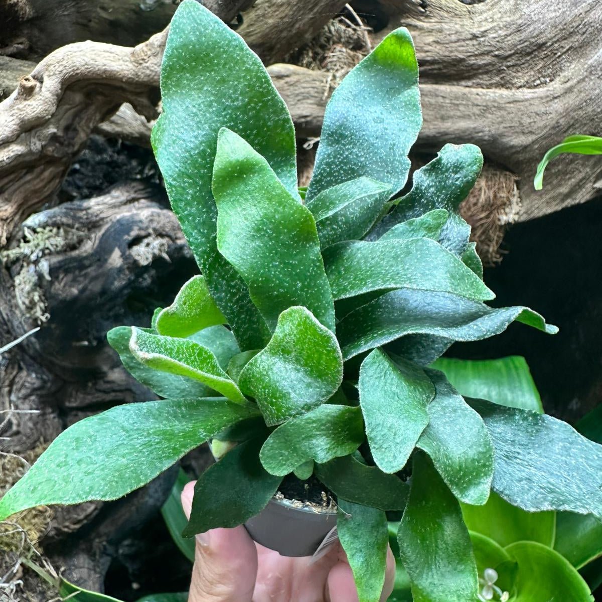 Platycerium Bifurcatum - TerraLife