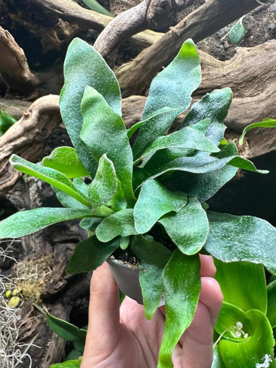 Platycerium Bifurcatum - TerraLife